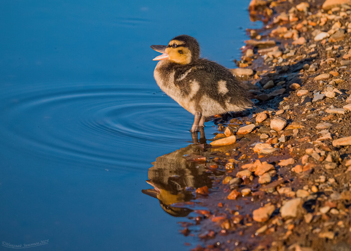 Ухтинский утенок) - Николай Зиновьев Ухтинский утенок) - Николай Зиновьев