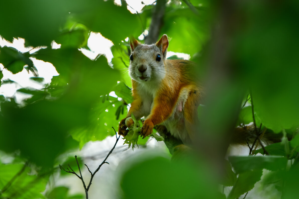 Белка за трапезой - Георгий 