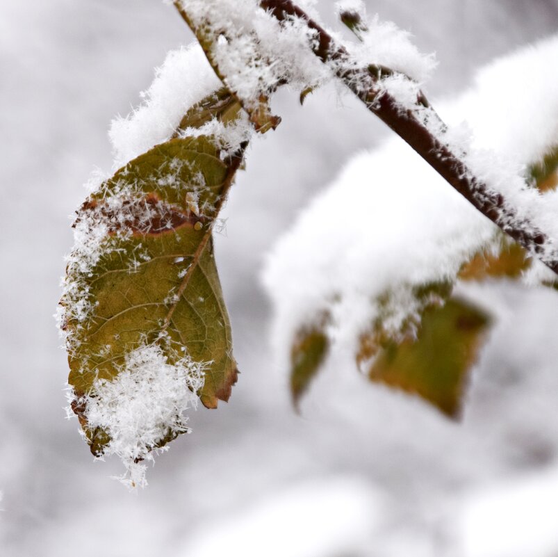 *** - Павленко Михаил 