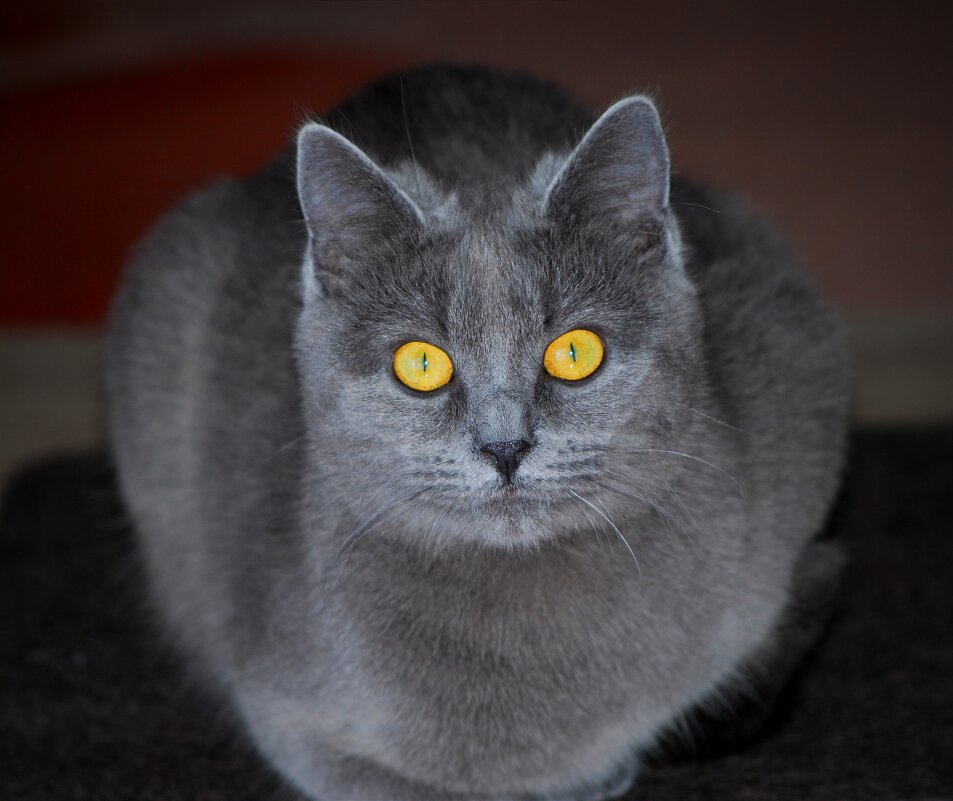 Маркиза. - Владимир 