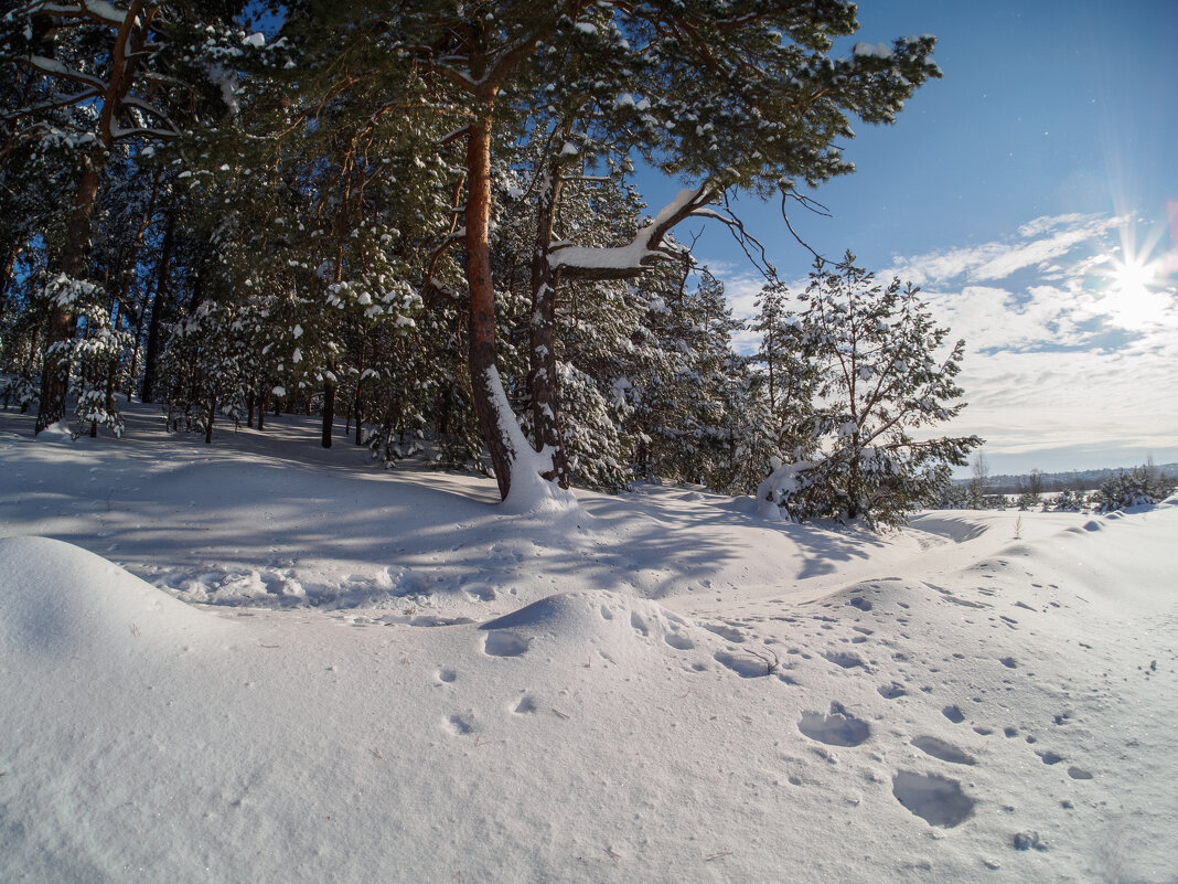 Солнечный юг...подмосковья. - Николай Солнечный юг...подмосковья. - Николай
