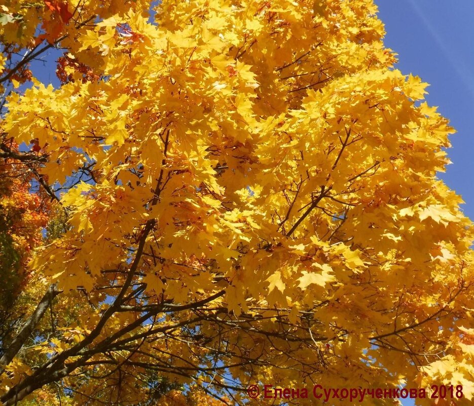 Клен  в золотом наряде - Елена Сухорученкова