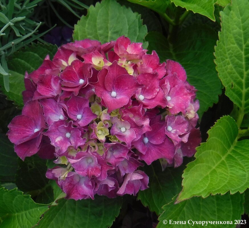 Гартензия - Елена Сухорученкова