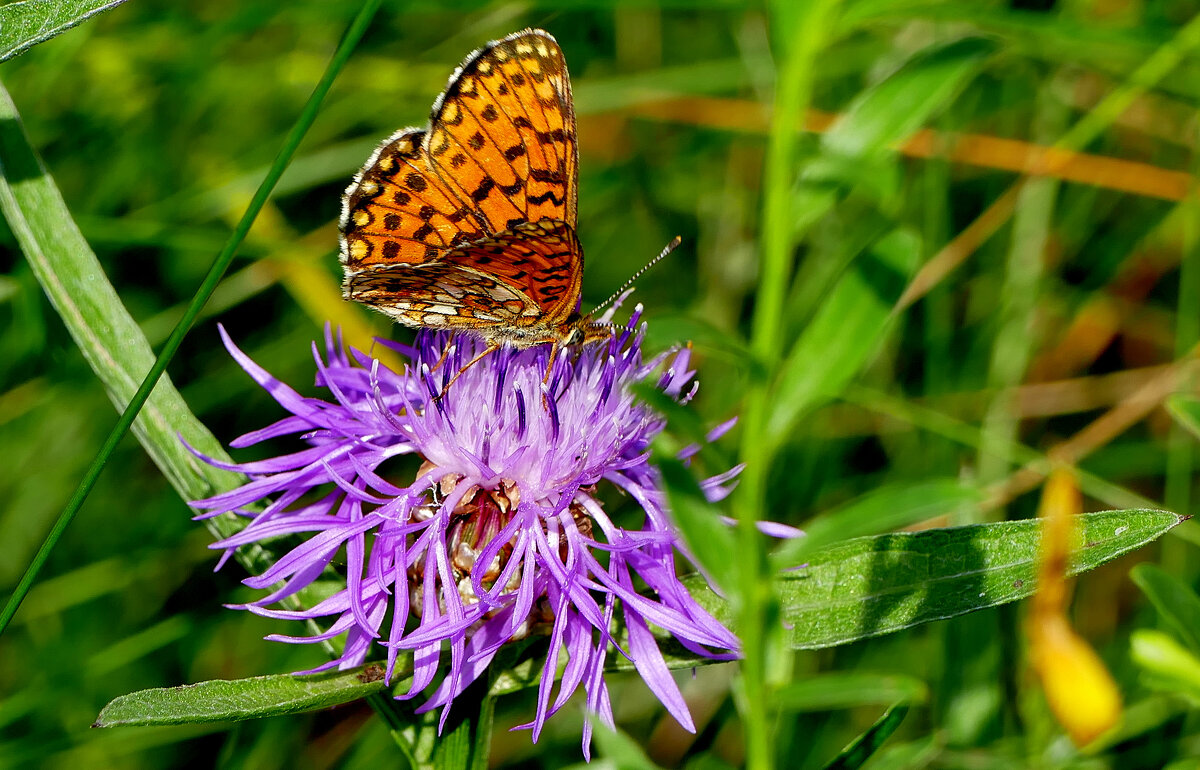 опять про бабочек...378 - Александр Прокудин