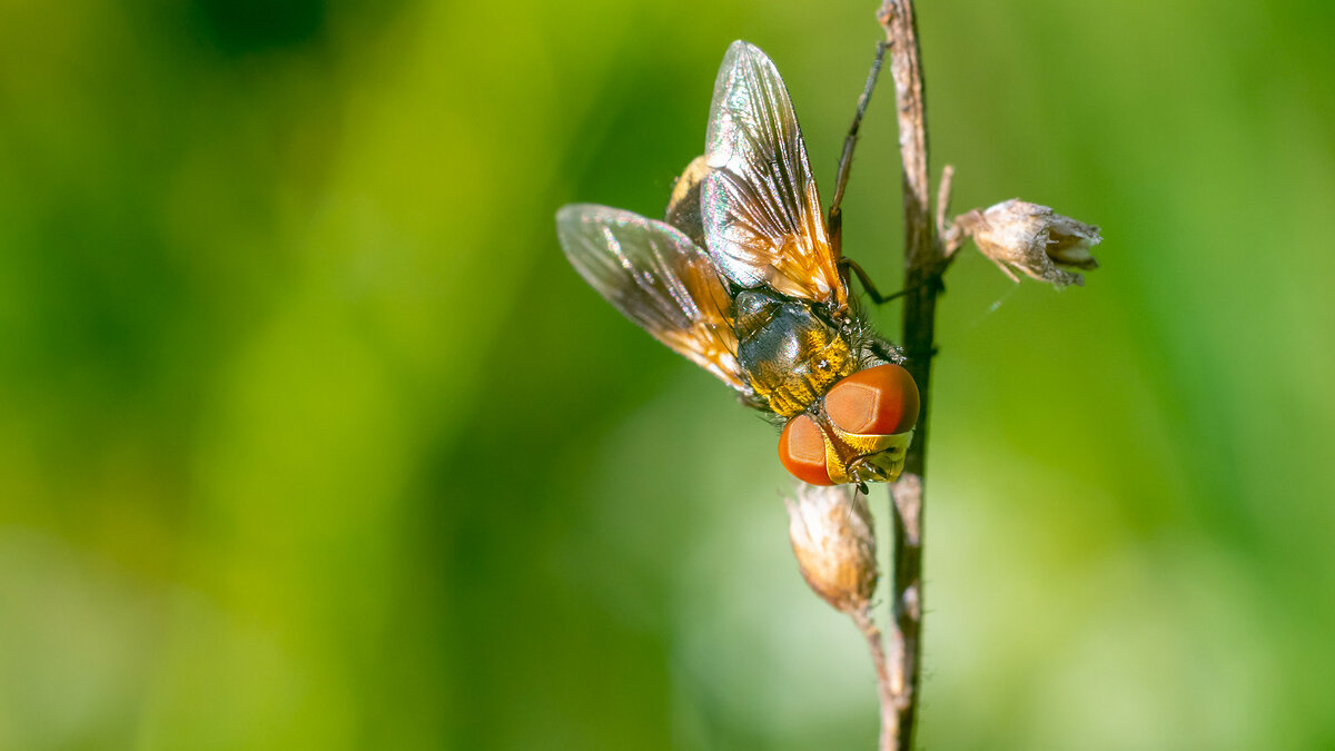 Муха-цокотуха - Владимир Лазарев Муха-цокотуха - Владимир Лазарев