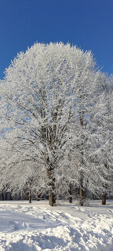 В зимнем парке - Игорь Сычёв