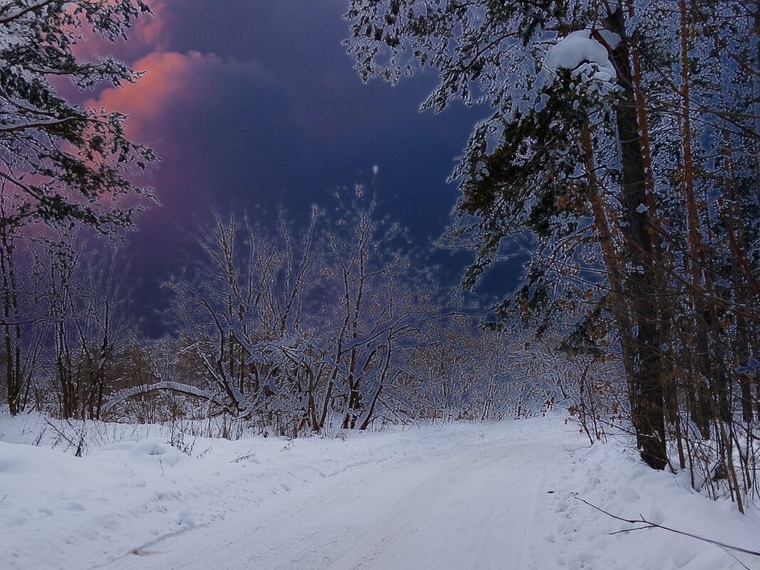 Ночь в зимнем лесу - Наталья *** Ночь в зимнем лесу - Наталья ***