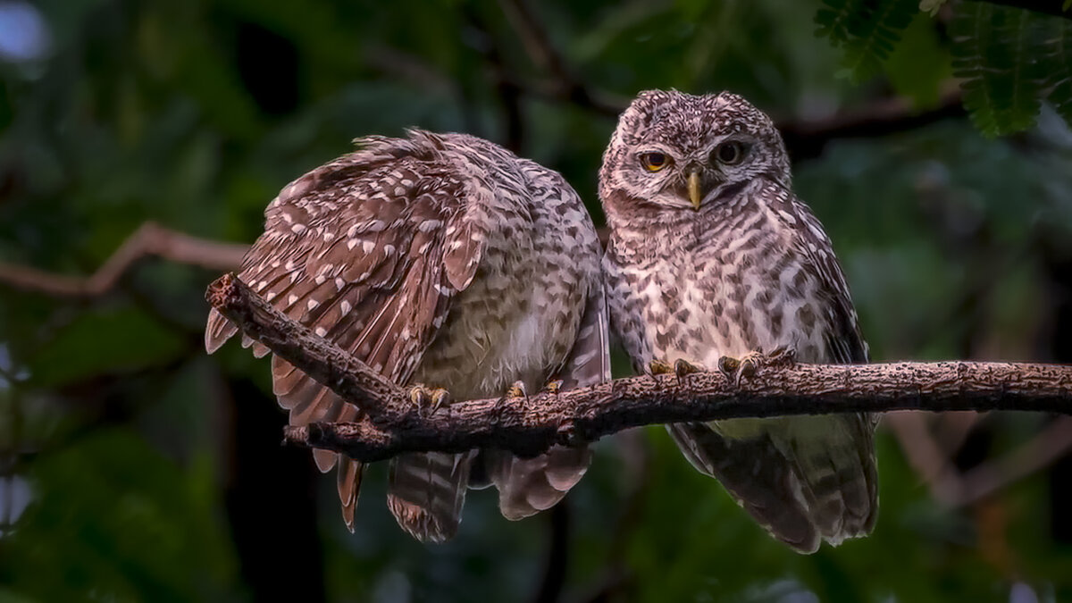 Браминский сыч - Aleksey Afonin