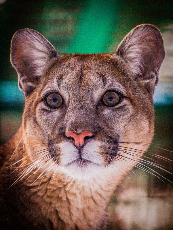 ПУМА - аркадий 