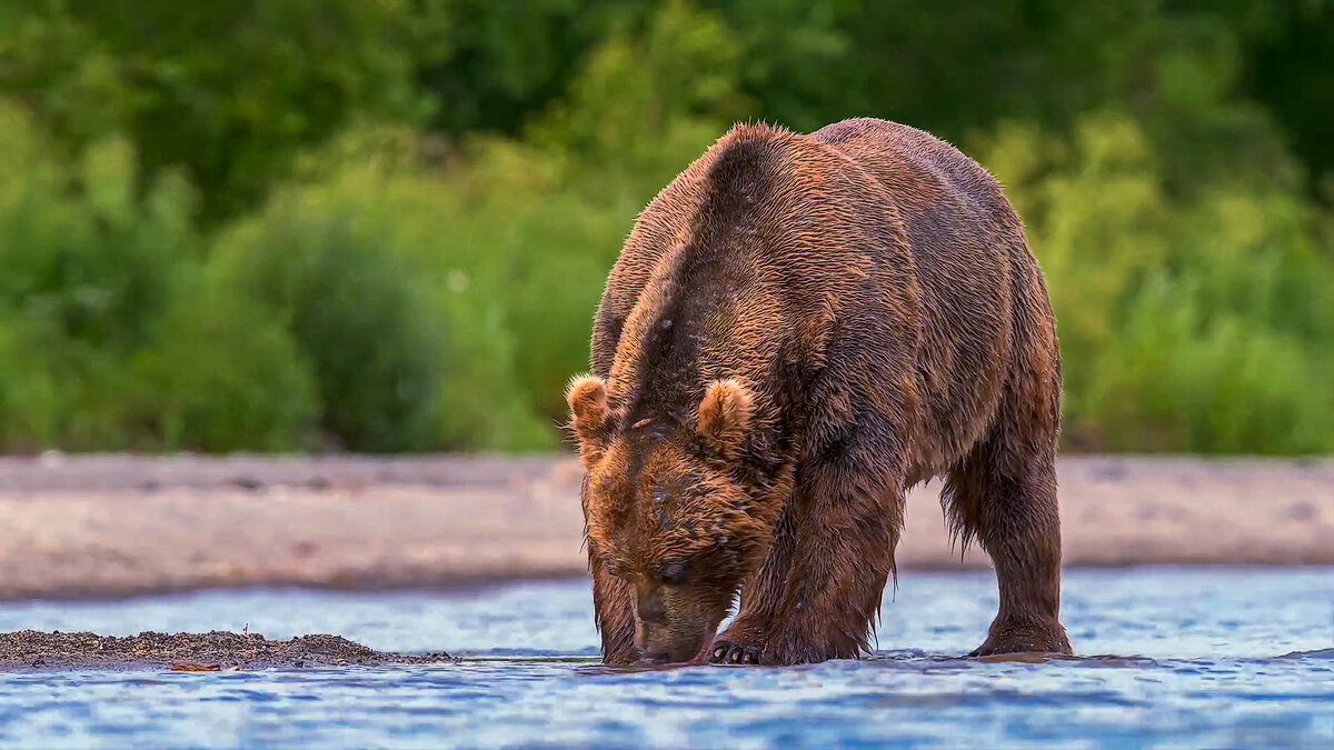 Бурый медведь - Aleksey Afonin