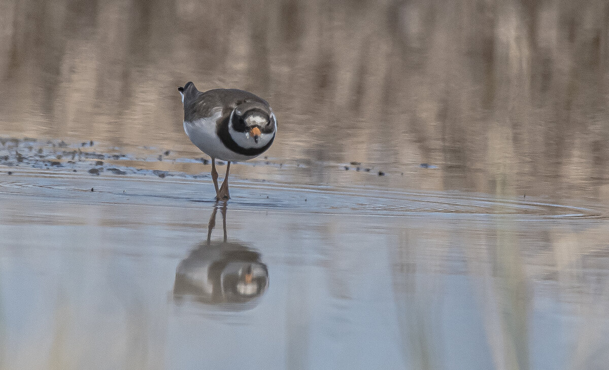 на болотах - Игорь Шабалин
