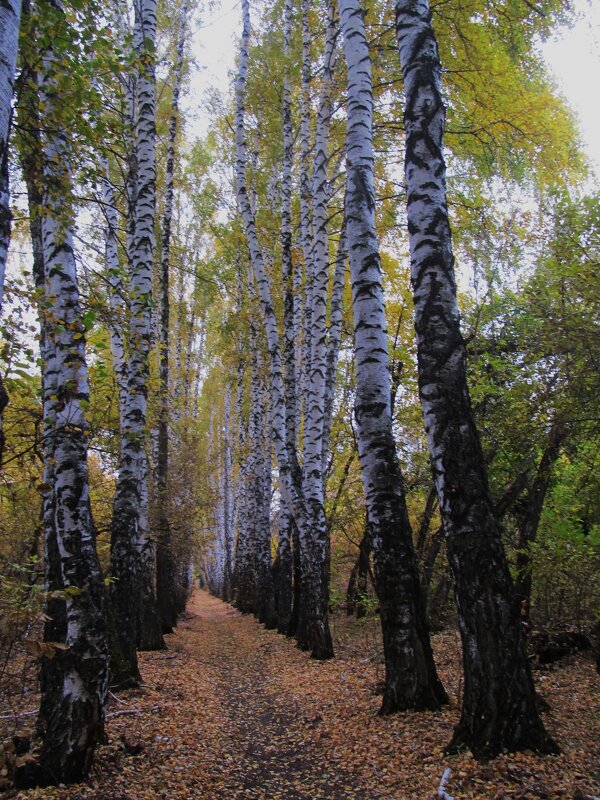 осень бродит по берёзовой аллее - Елена Шаламова осень бродит по берёзовой аллее - Елена Шаламова