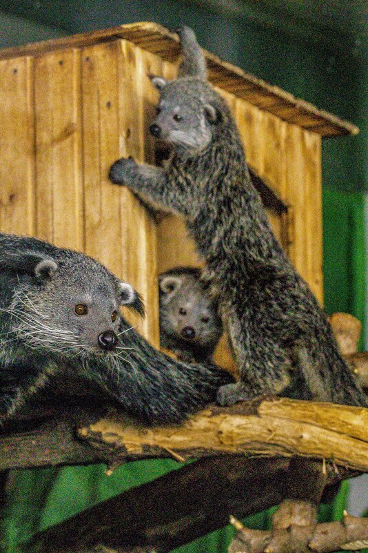 бинтуронги - аркадий 