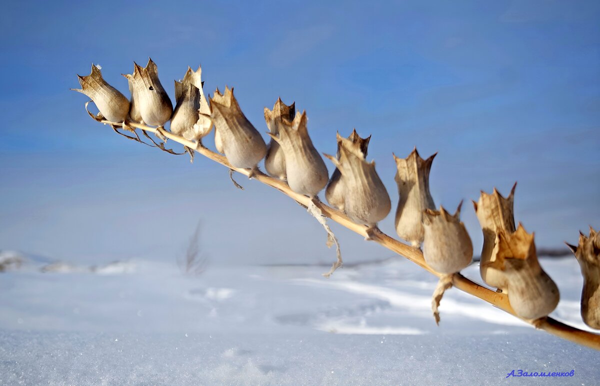 Про зимнюю белену... - Андрей Заломленков