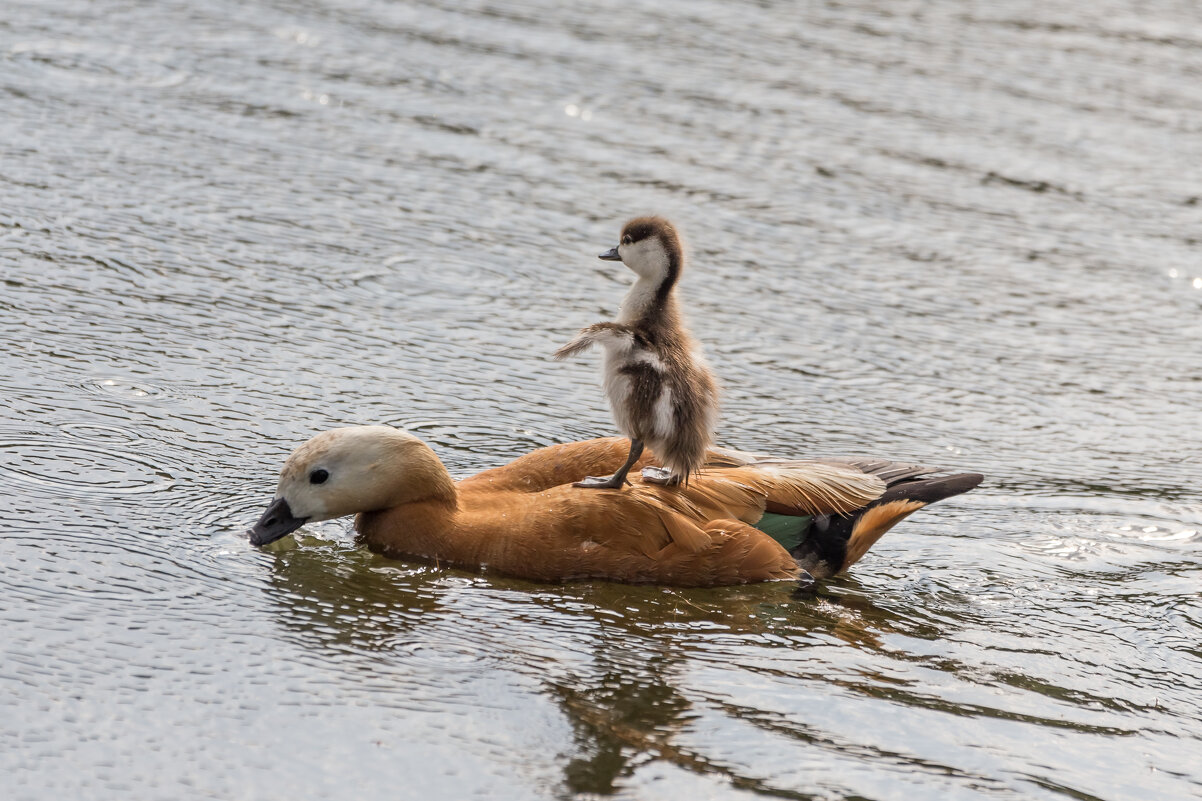 Здравствуй, мир! - Игорь Шевченко