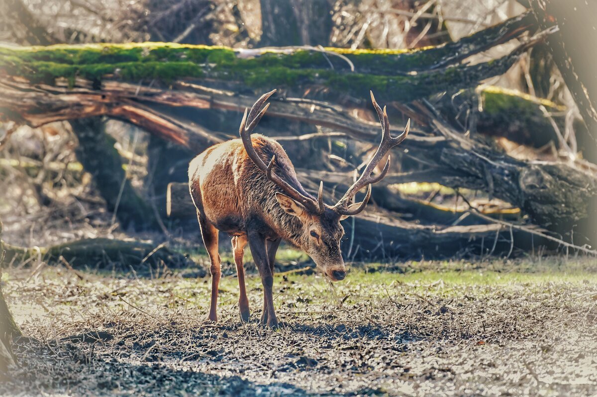 Неожиданная встреча в лесу - Светлана 