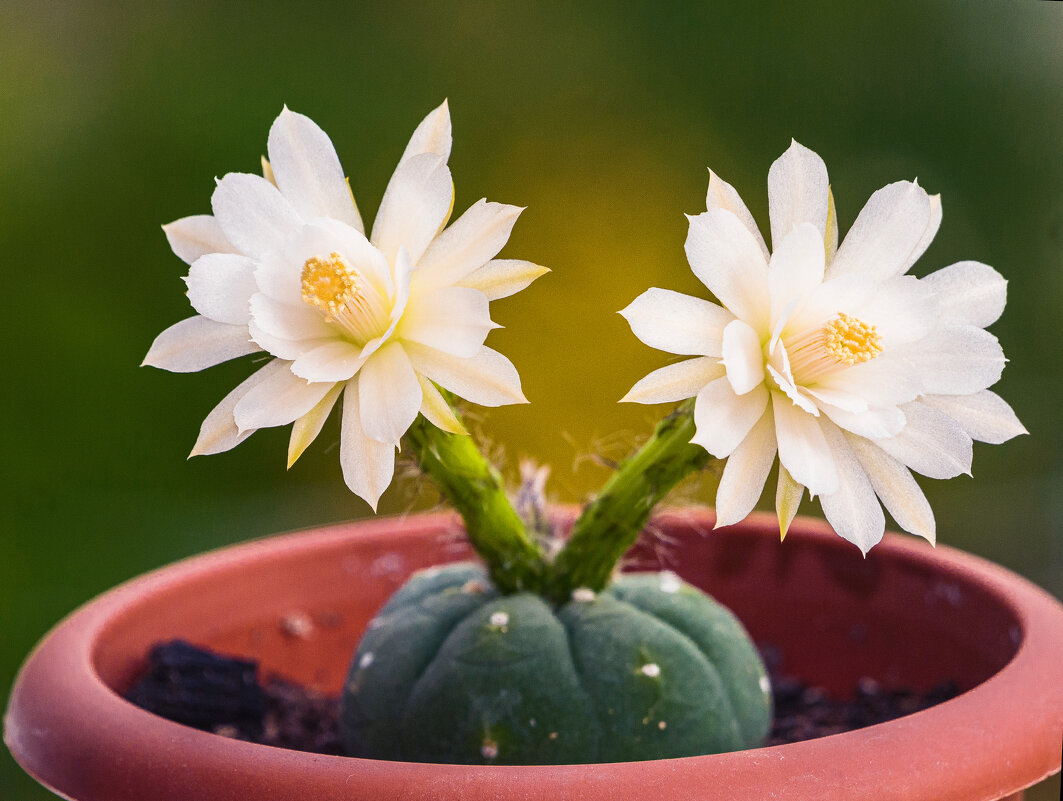 Цветение кактуса матукана мэдисонорум, вариация альба. - Николай Зиновьев