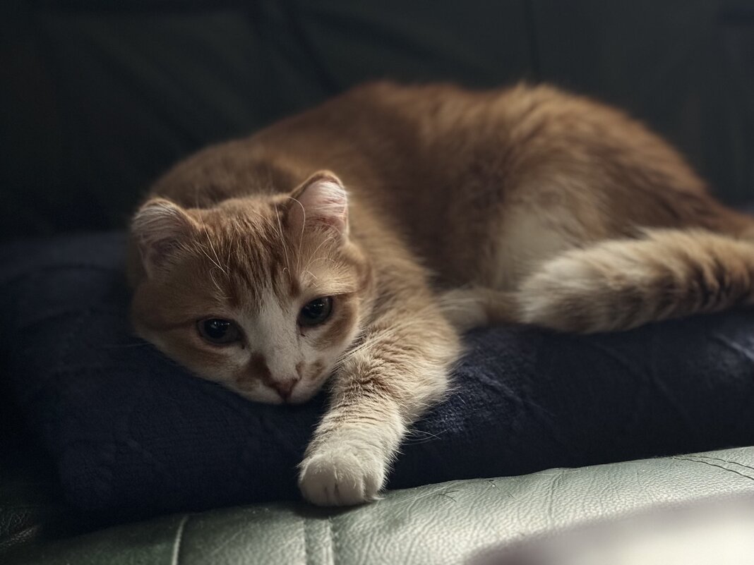 Мусик - Лена - Мусик - Лена -