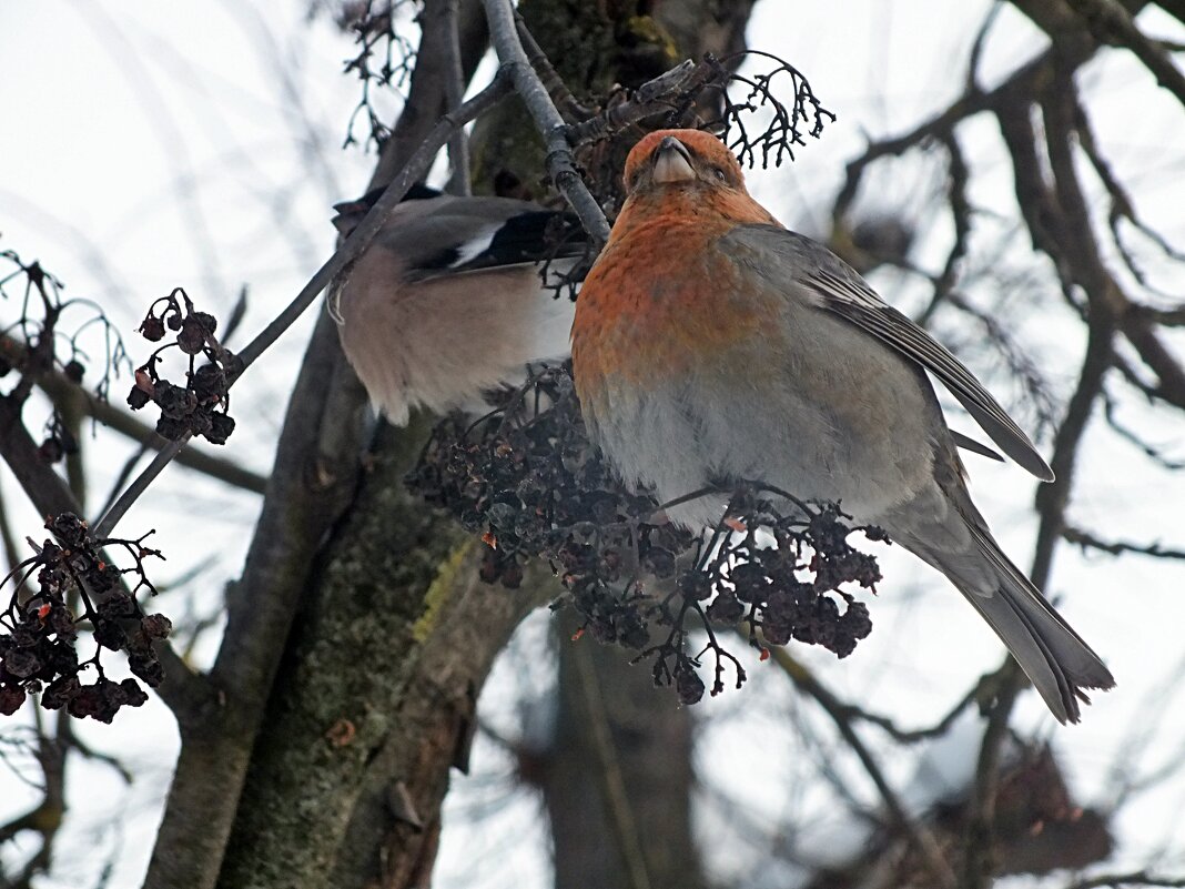 снегирь  и щур - Зоя Мишина