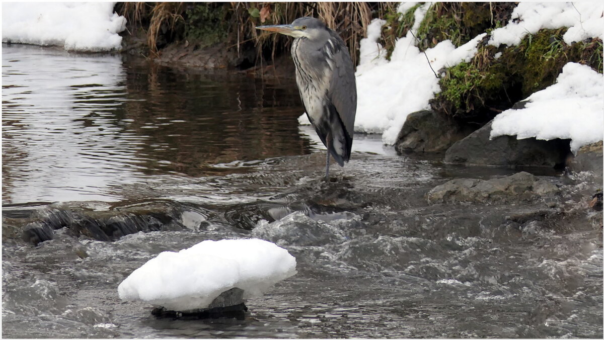 Вечор, ты помнишь, вьюга злилась, На мутном небе мгла носилась; Луна, как бледное пятно... - "The Natural World" Александер Вечор, ты помнишь, вьюга злилась, На мутном небе мгла носилась; Луна, как бледное пятно... - "The Natural World" Александер