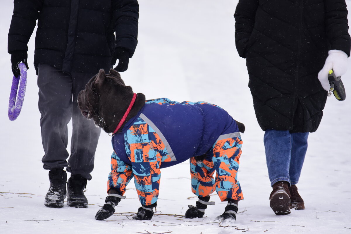 Очень впечатляют размеры собакена. - Наталья Вязигина Очень впечатляют размеры собакена. - Наталья Вязигина