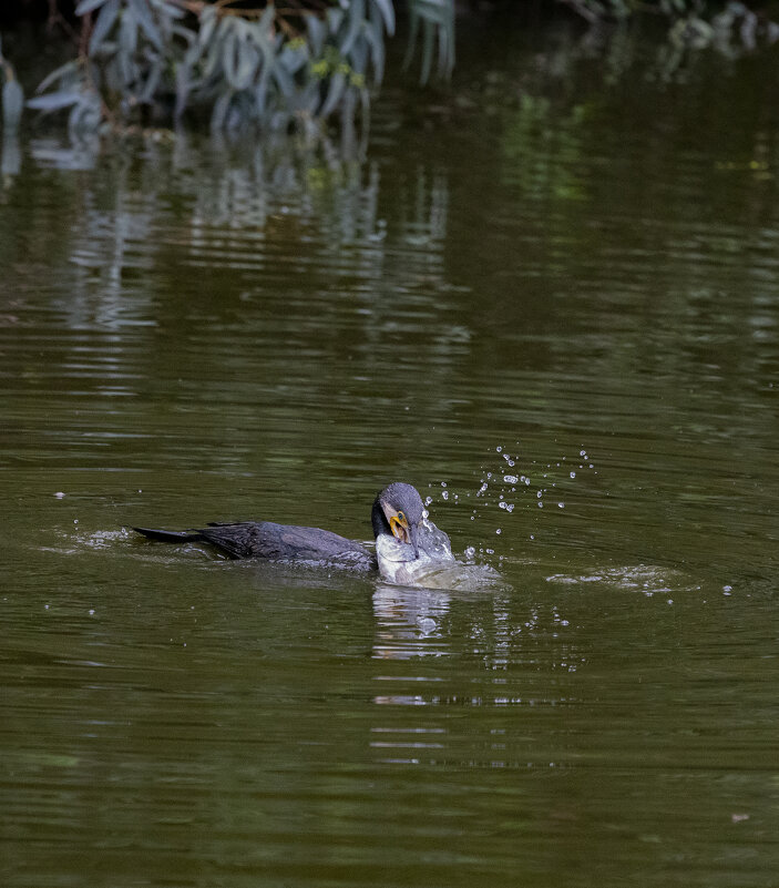 Ловись рыбка - Владимир Сарычев