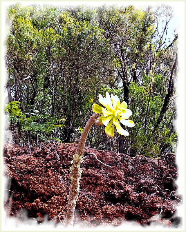 Ну очень интересное растение ! - Лия ☼ Ну очень интересное растение ! - Лия ☼