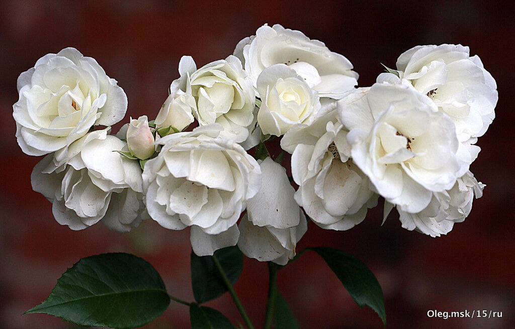 они на радость нам даны - Олег Лукьянов они на радость нам даны - Олег Лукьянов