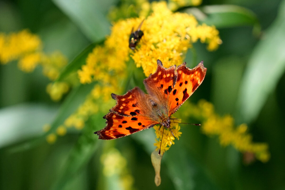 опять про бабочек...382 - Александр Прокудин