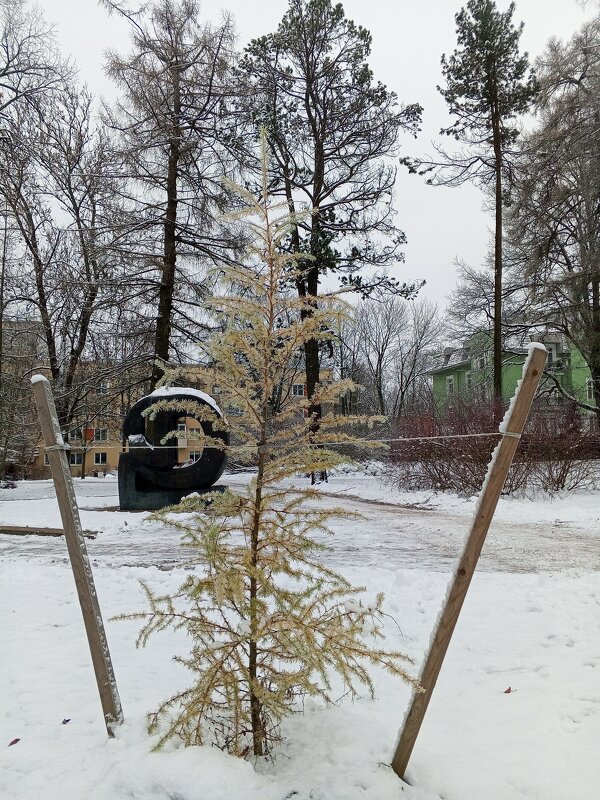 Лиственница - Сапсан Лиственница - Сапсан
