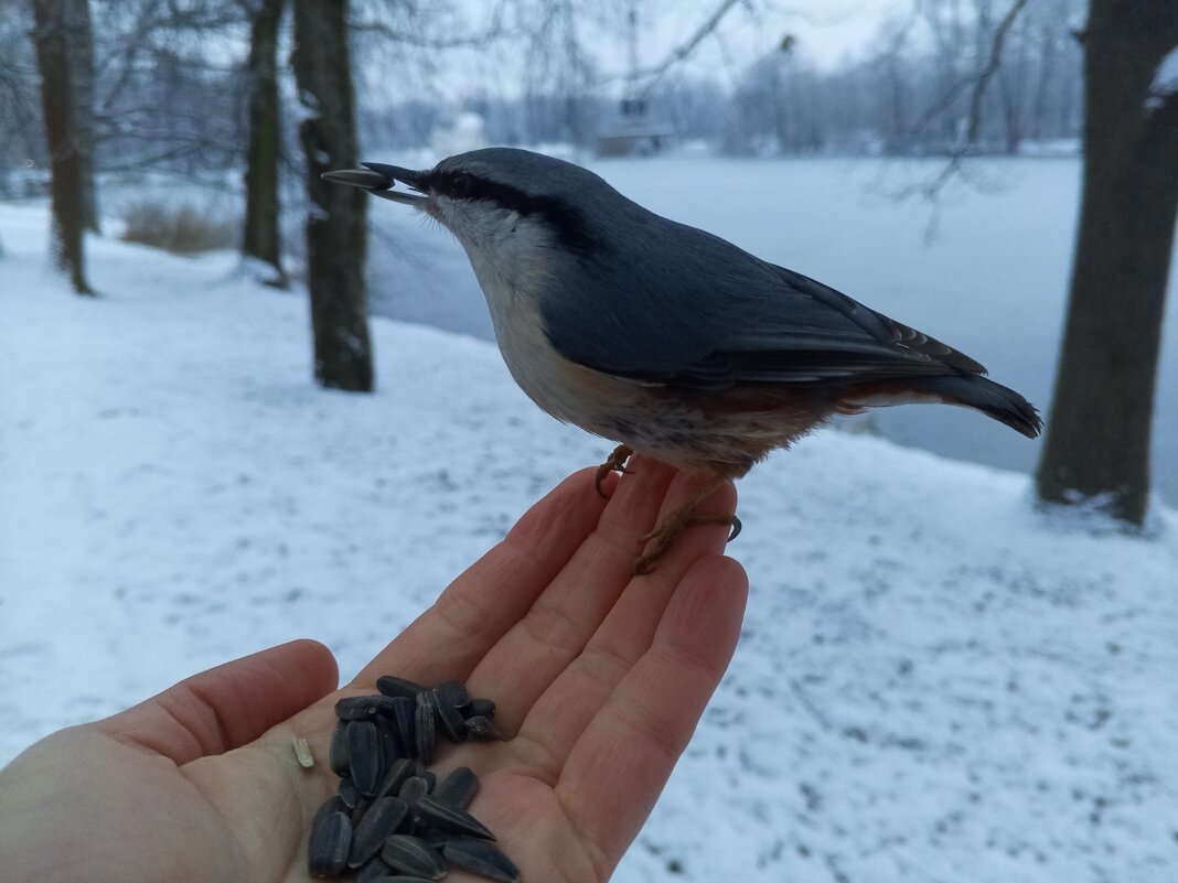 Поползень - Сапсан Поползень - Сапсан