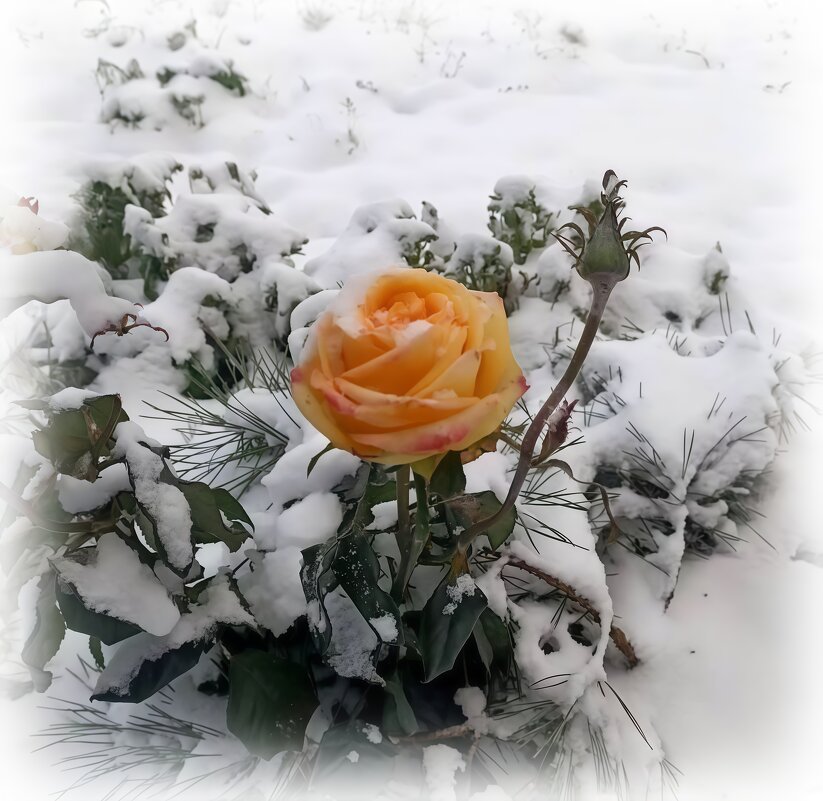 Розоачка в снегу - Елена Сухорученкова