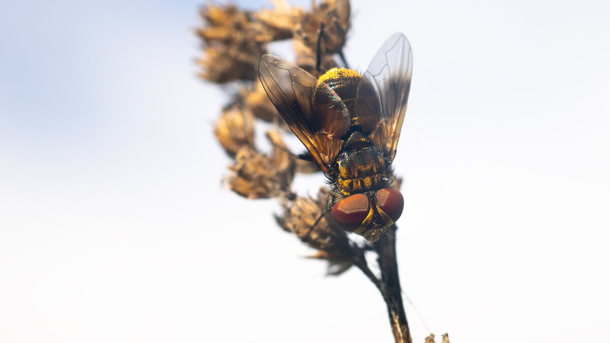 Летнее макро - Владимир Лазарев