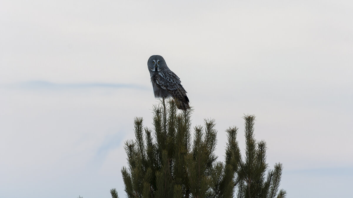 Серая неясыть — воплощение спокойствия и мощи природы. - Вадим Басов Серая неясыть — воплощение спокойствия и мощи природы. - Вадим Басов