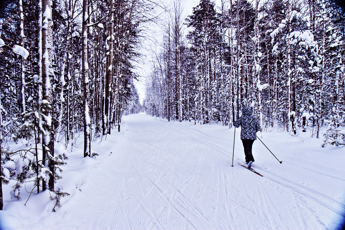 Уводит лыжня в снежную даль! - Владимир 