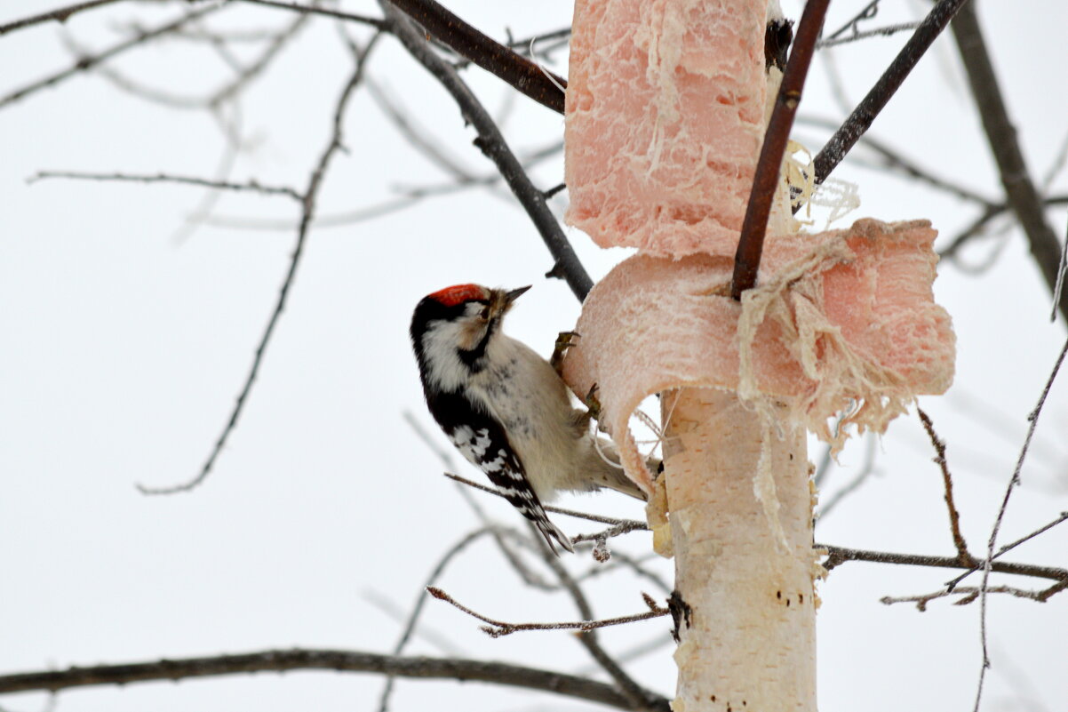 Малый пёстрый дятел - Татьяна Лютаева Малый пёстрый дятел - Татьяна Лютаева
