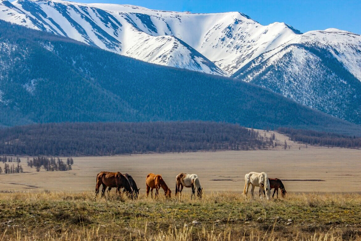 Весенняя идиллия в горах - елена беликова