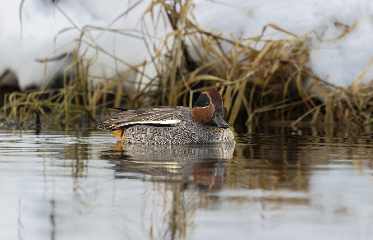 чирок свистунок - юрий макаров чирок свистунок - юрий макаров