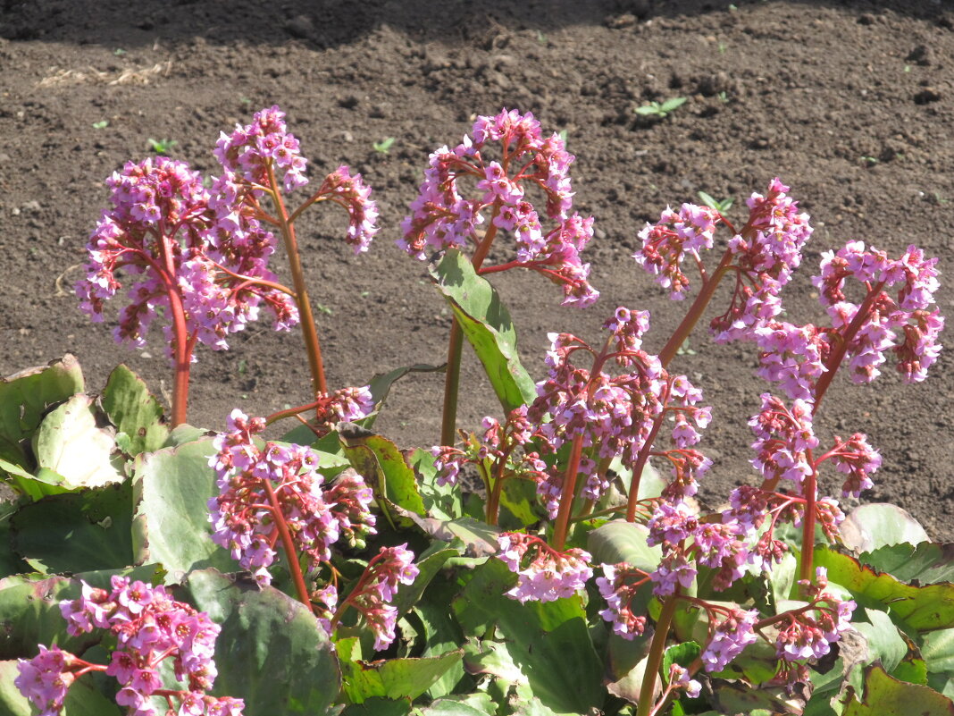 Апрель ! - Елена Шаламова