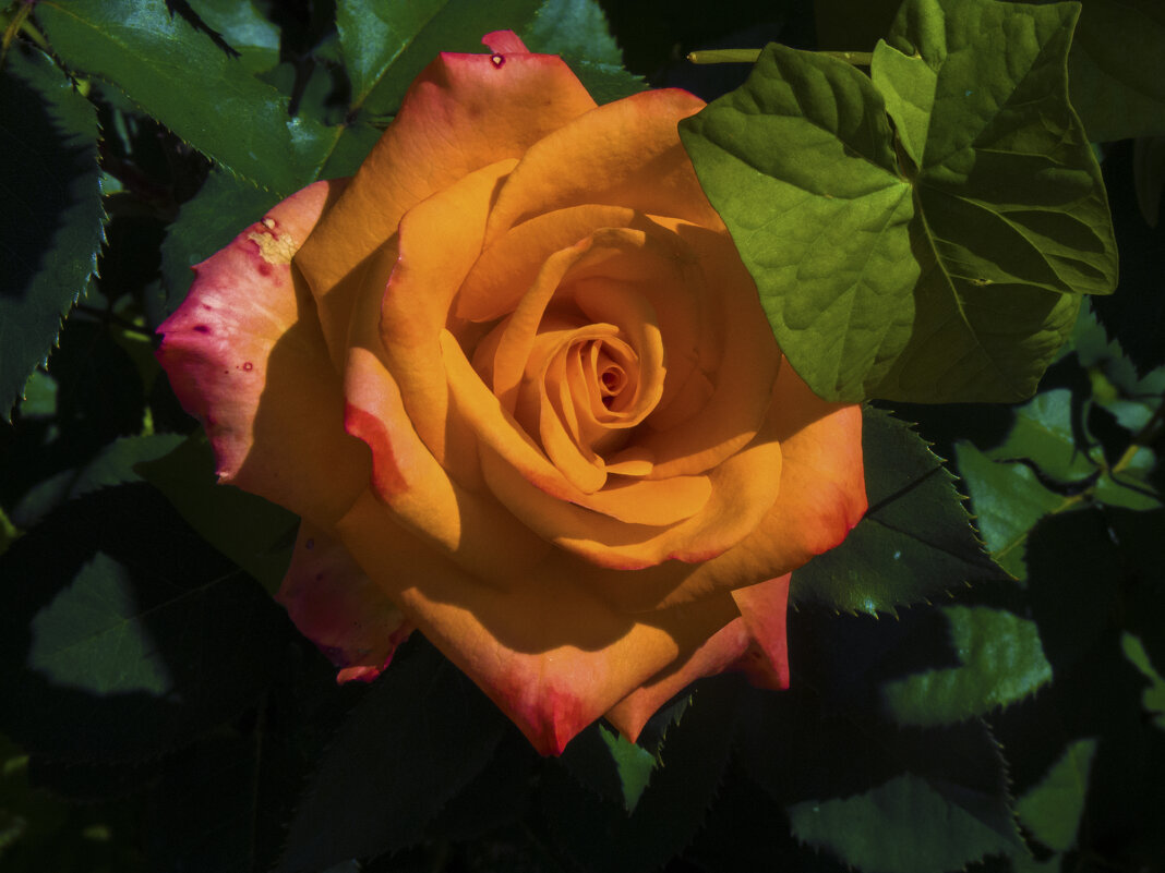 Флорибунда - Валентин Семчишин Флорибунда - Валентин Семчишин