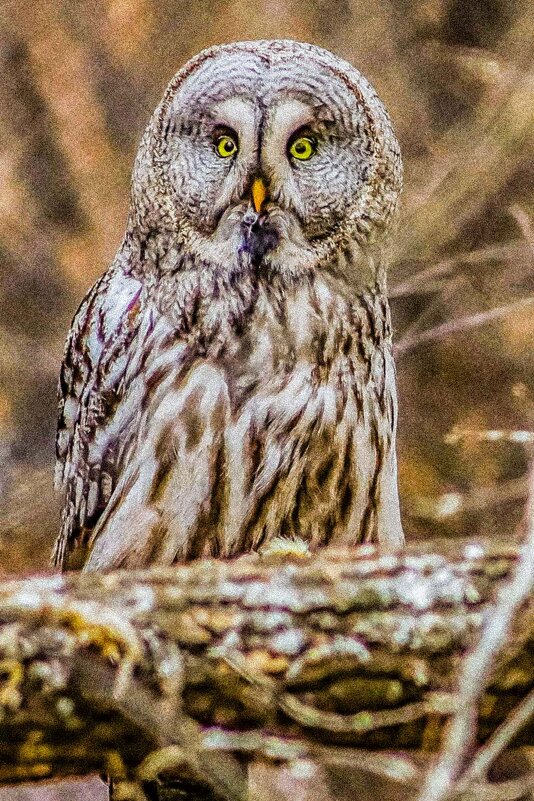 неясыть - Аркадий 