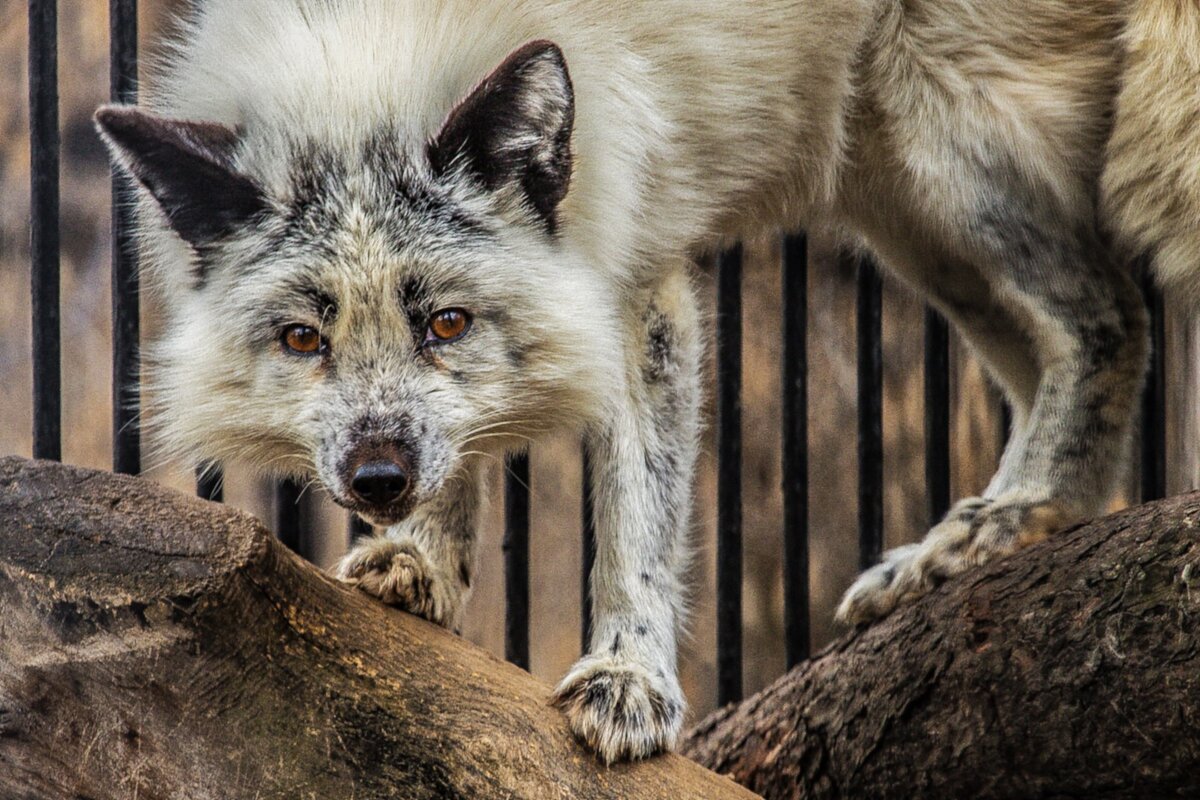 лиса - Аркадий 