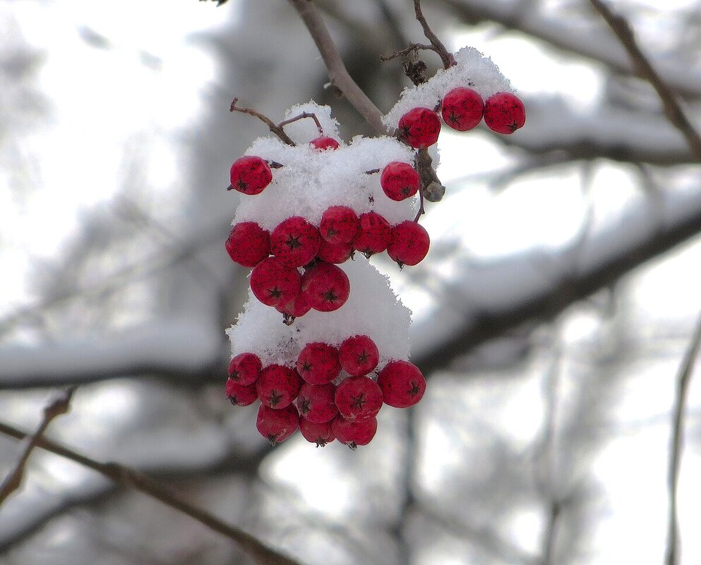 Рябинка - Лариса С.