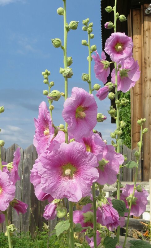 Мальва - Лариса С.