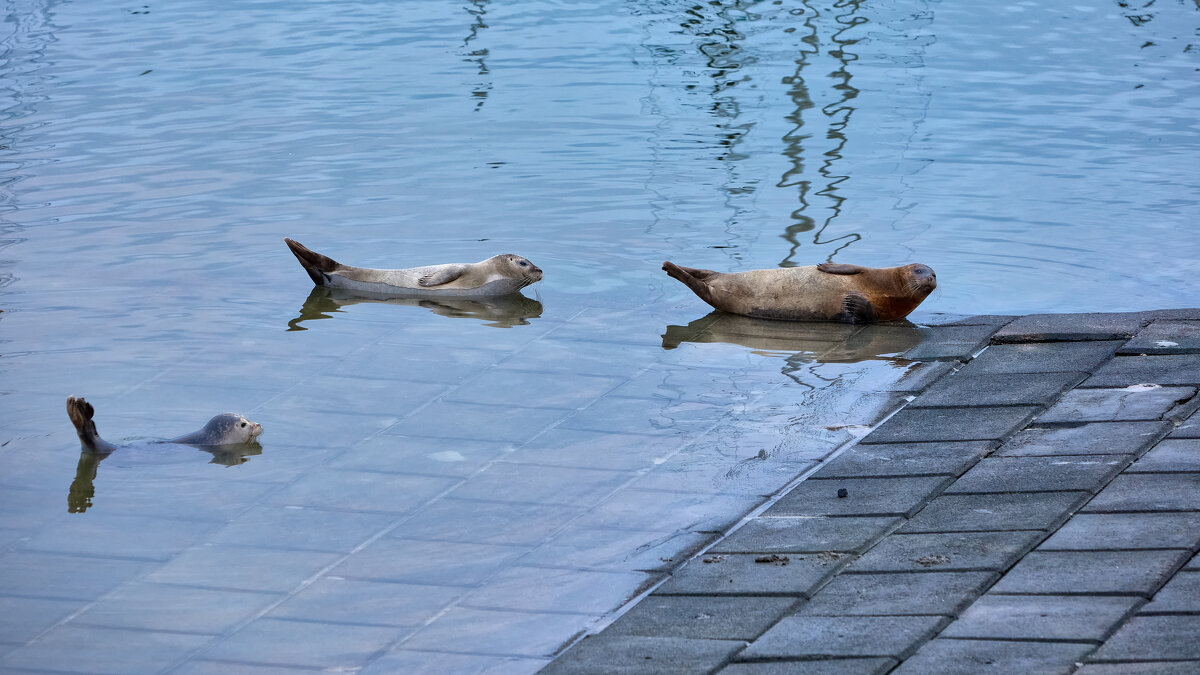 Городские жители... - Dmitriy Dikikh