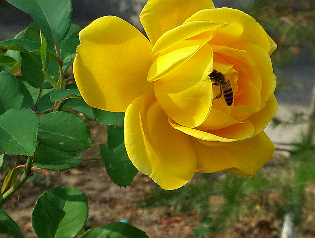 Вкусная красавица?.. - Светлана 