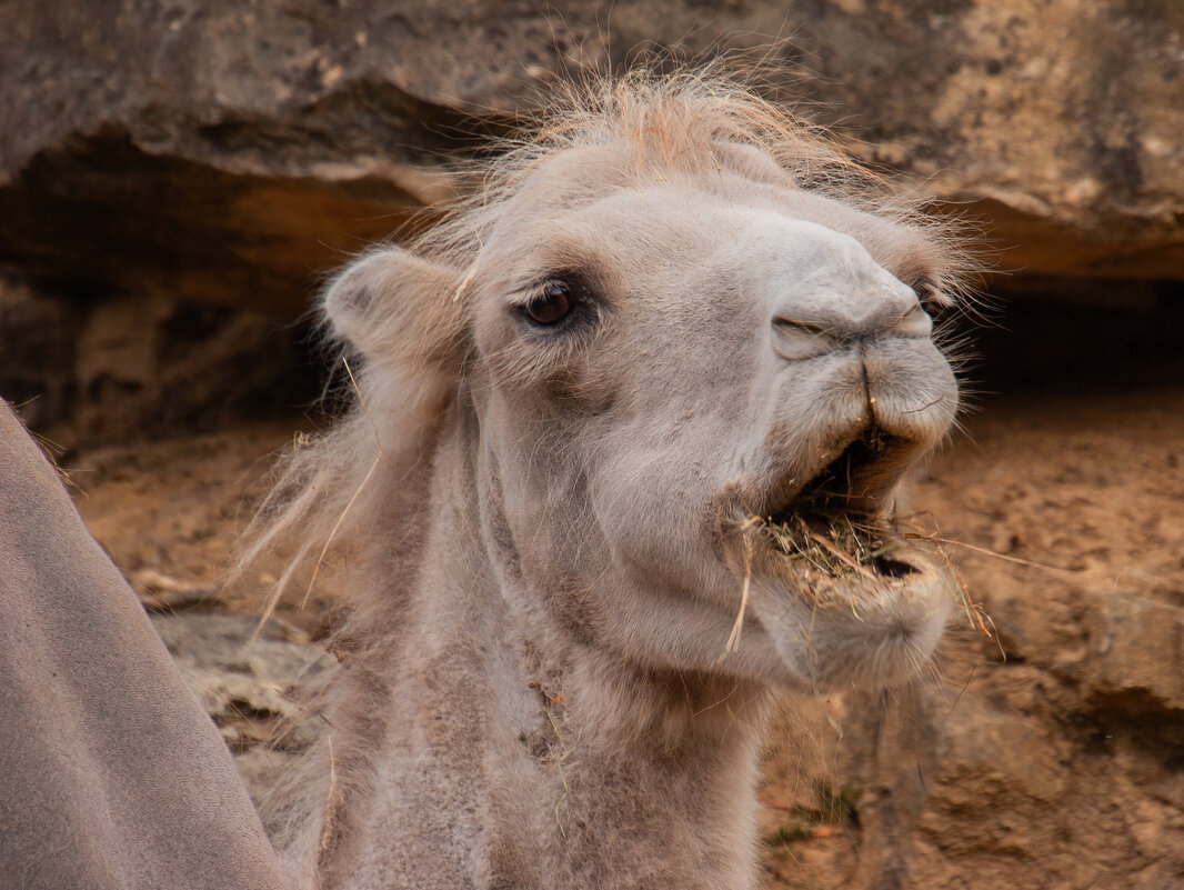 О чём поёт верблюд... - Valziwa 