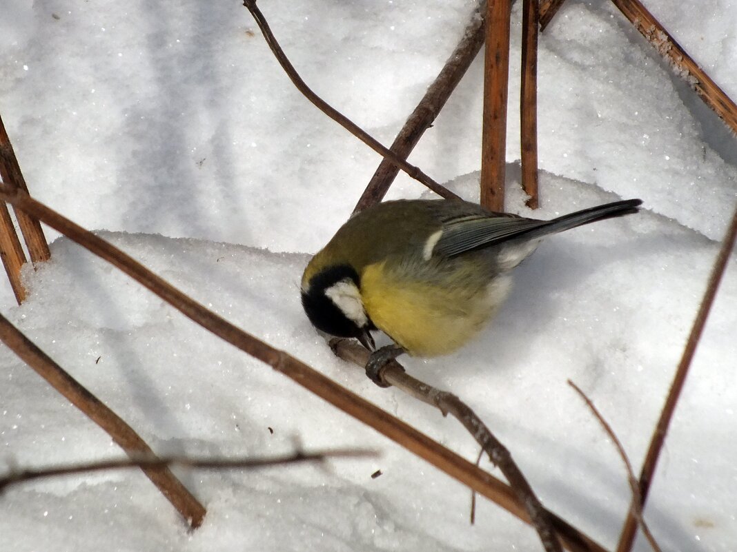 ** - Зоя Мишина