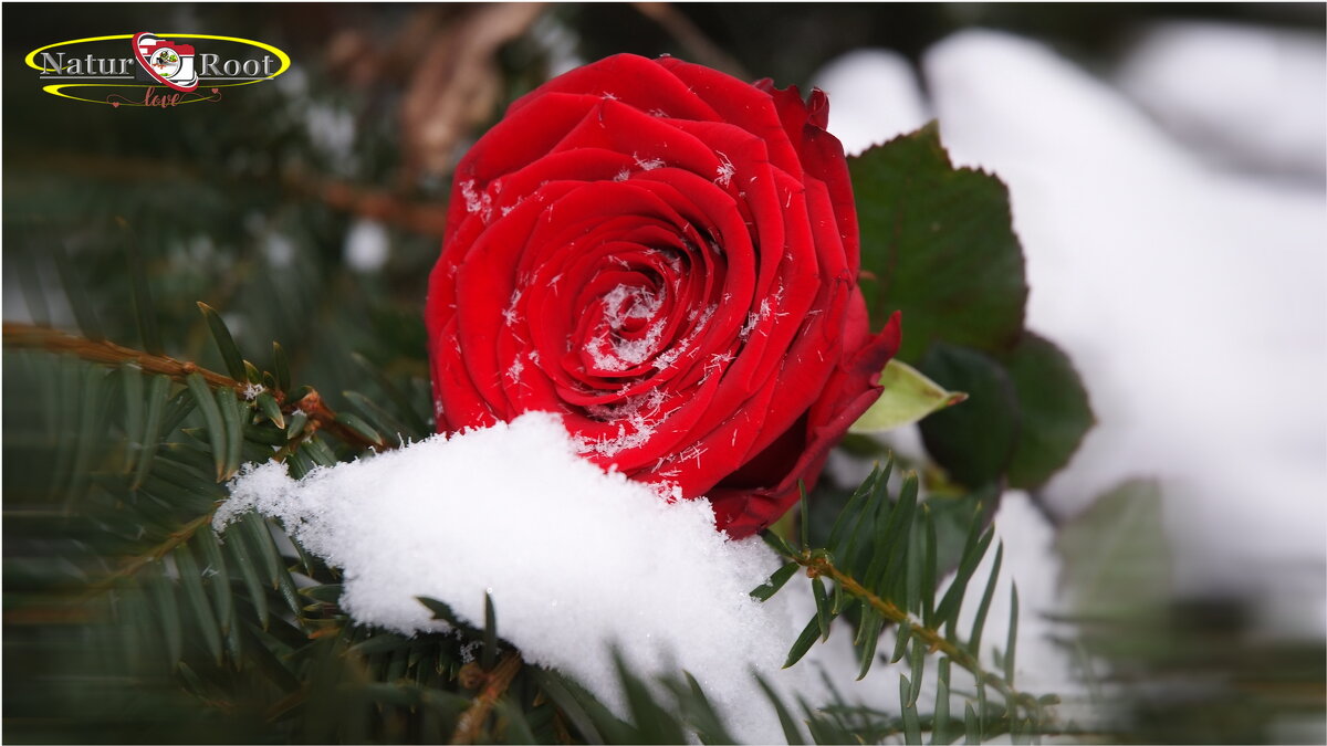 Лежала роза на снегу... Живая... Дышала лепестками на ветру... Откуда ты? Кто так, красу теряя... - "The Natural World" Александер
