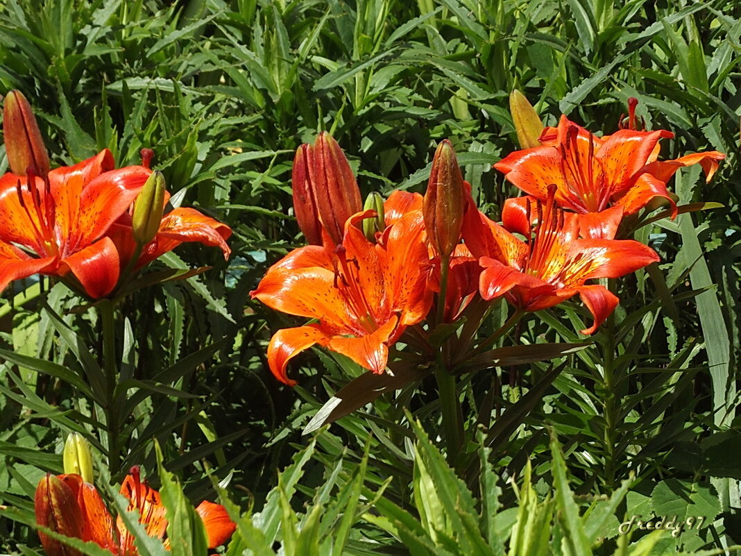 Лилии - Freddy 97